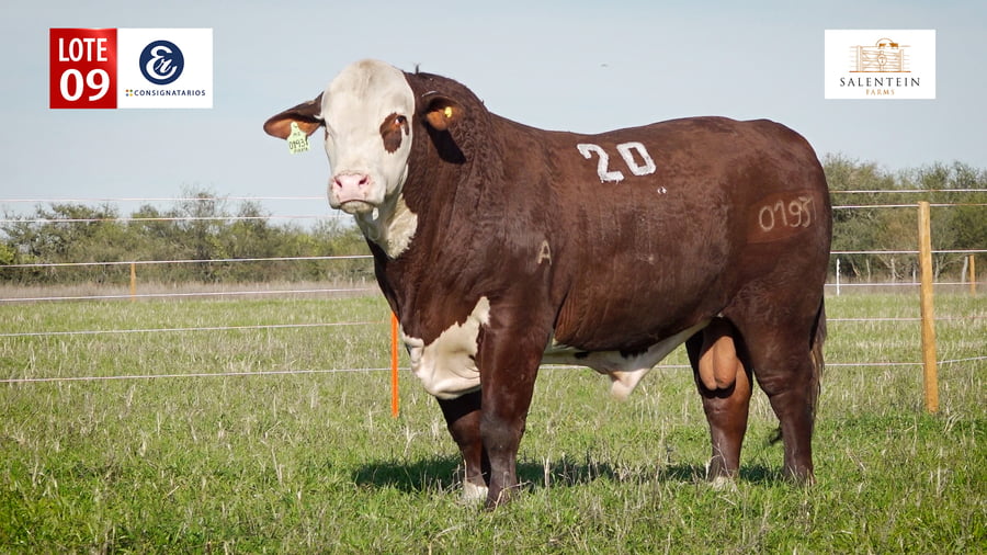 Lote LOTE 9 - TORO BRAFORD NO. 20