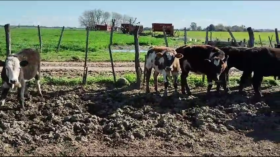 Lote 45 Terneros/as en San Andrés de Giles, Buenos Aires