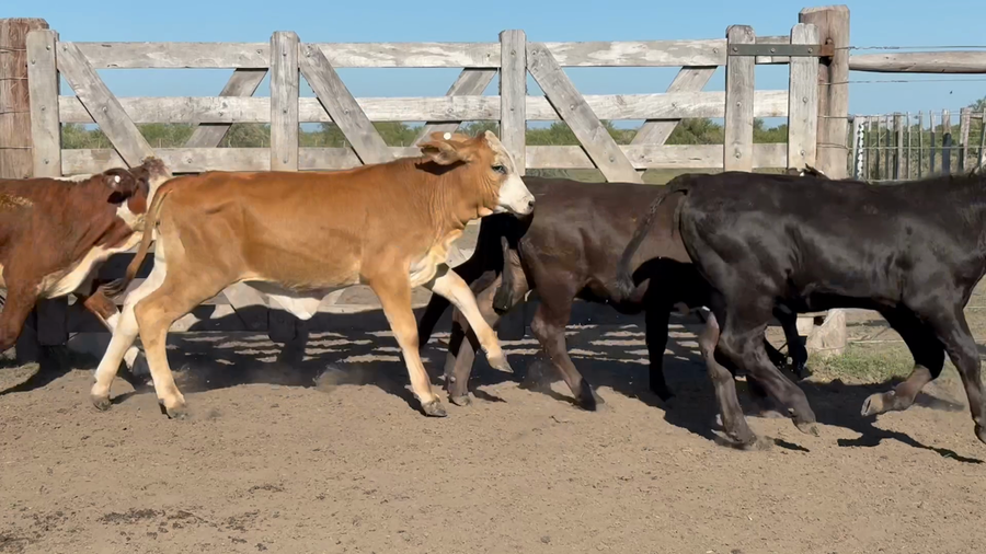 Lote 120 Terneras en Corrientes, Sauce