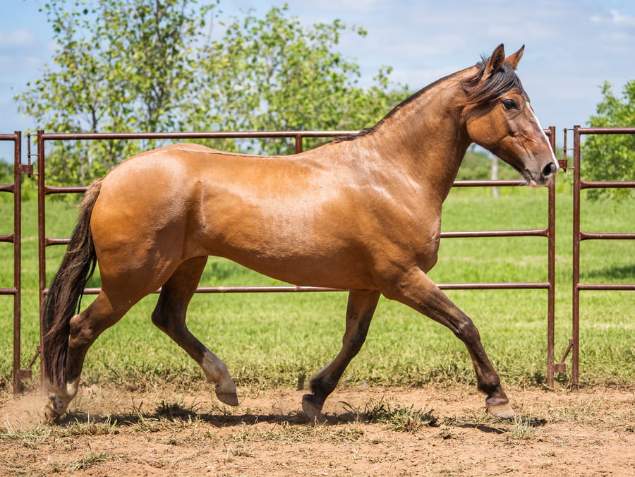 Lote SIRIGOTE FIESTA PATRIA