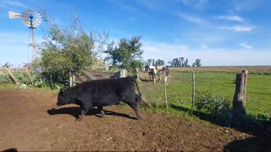 Lote 25 Terneros en Magdalena, Buenos Aires