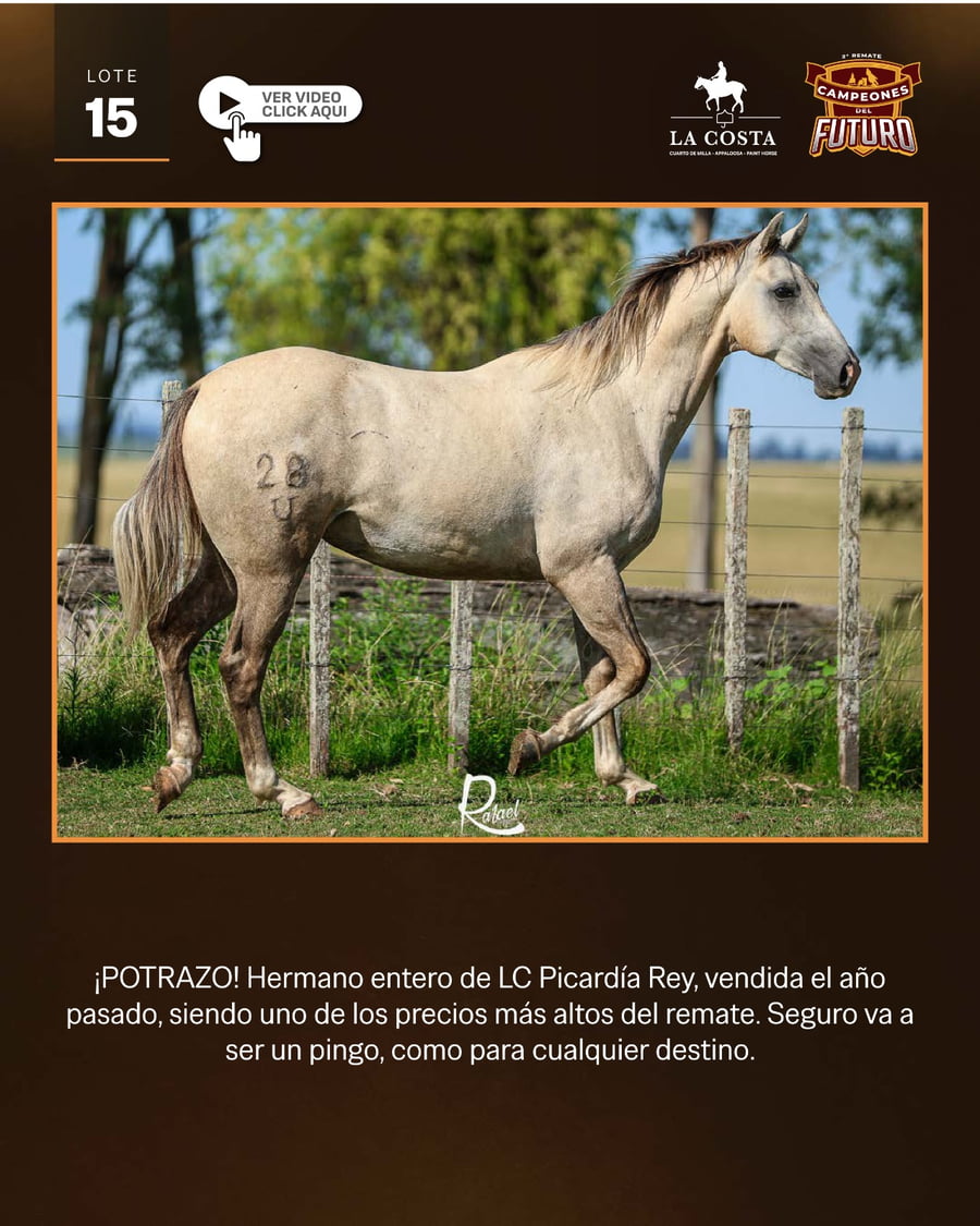 Lote LC MISTICO REY