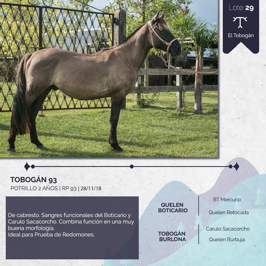 Lote TOBOGAN 93