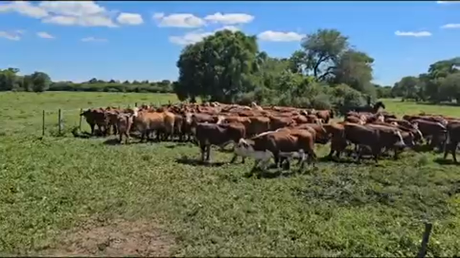 Lote 110 Vaquillonas preñadas en Palo Santo, Formosa
