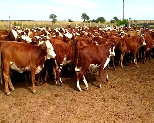 Lote 130 Terneras en Chavarría, Corrientes