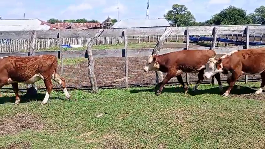 Lote 18 Novillitos
