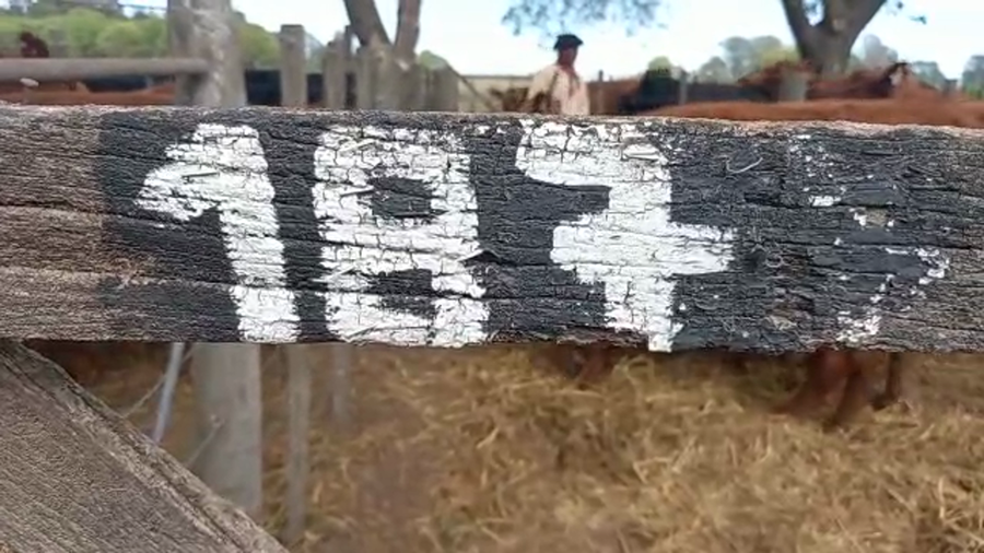 Lote "Corral 187 Vaq. Angus MAS y Generales Preñadas ""Cabaña Don Domingo de Jorge Enrique Lopez"""