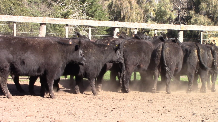 Lote VAQUILLONAS PURAS POR CRUZAS ( C/ garantía de preñez)