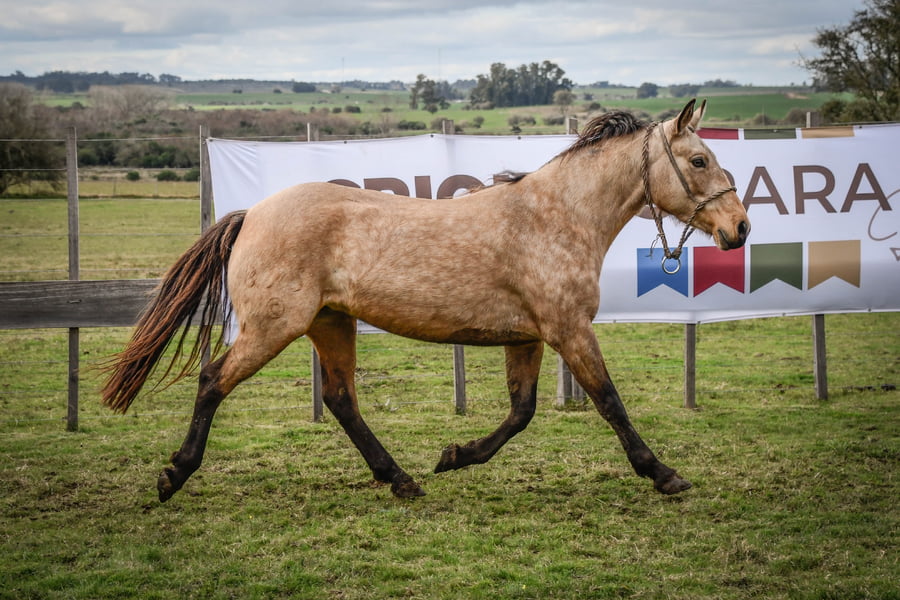 Lote TETERA MOLLES