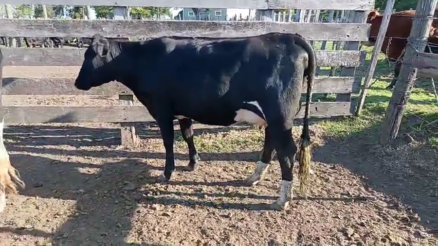 Lote 3 Vaquillonas  a remate en Pantalla Camy 450kg - , San José