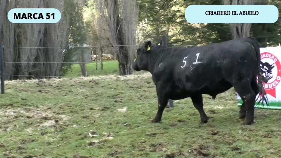 Lote 1 Toro en Coyhaique, XI Región Aysén