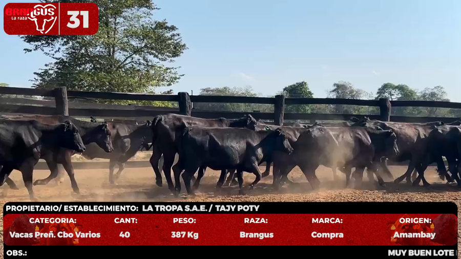 Lote LOTE 31 - POR PANTALLA