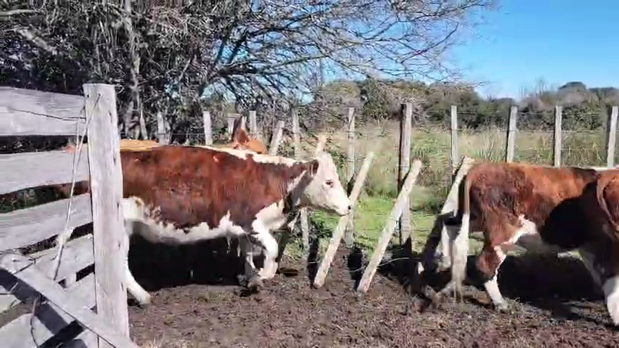 Lote 20 Vacas y vaquillonas a remate en Pantalla Aniversario - Escritorio Camy, San José