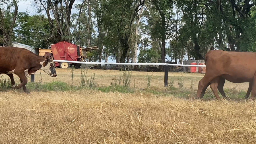 Lote 86 Vaquillonas C/ servicio en Corrientes, Paso de Los Libres