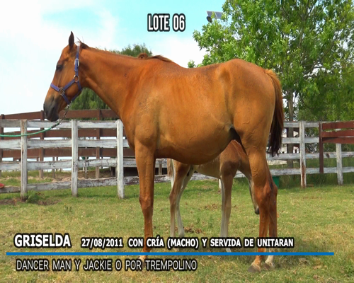 Lote GRISELDA