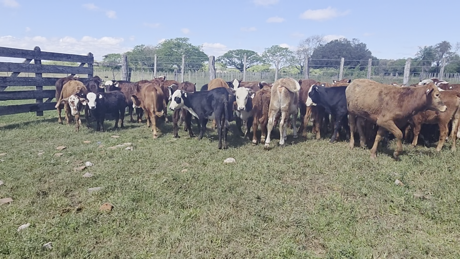 Lote 69 Terneros/as en Corrientes, San Cosme