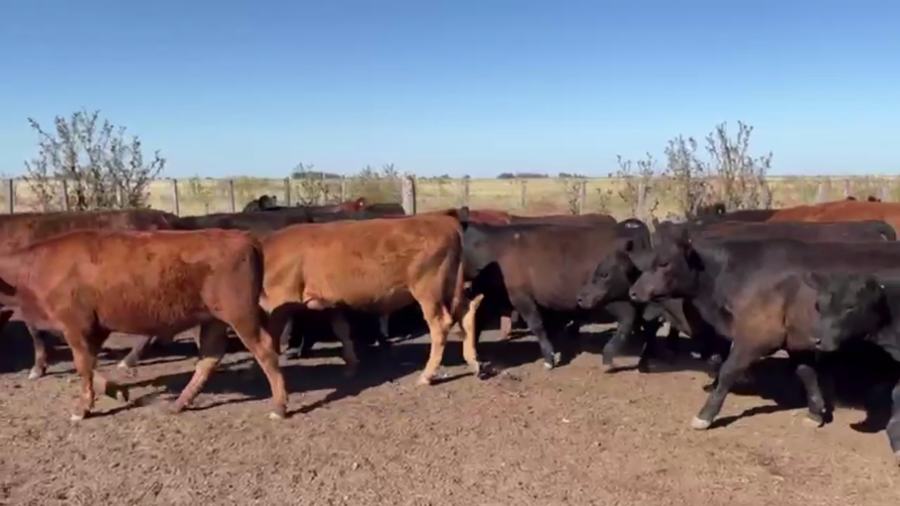 Lote 60 TERNS MACHOS, OLAVARRIA, PCIA. DE BS. AS.