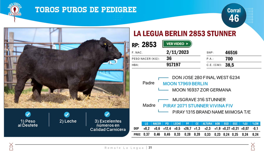 Lote TOROS ANGUS  PP