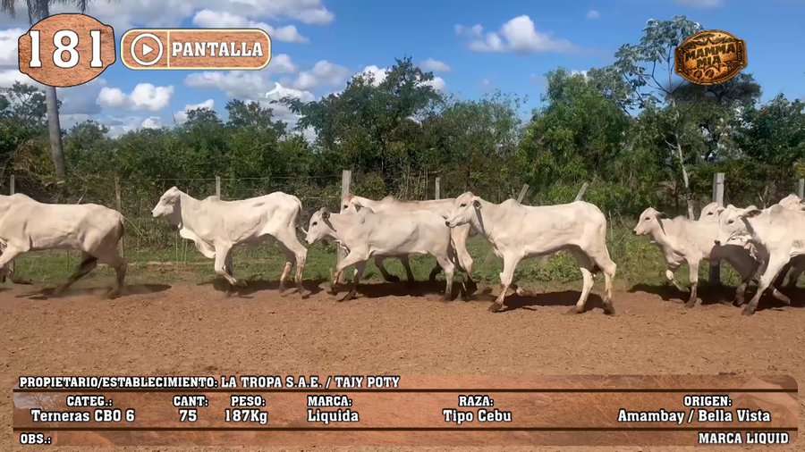 Lote LOTE 181 - PANTALLA
