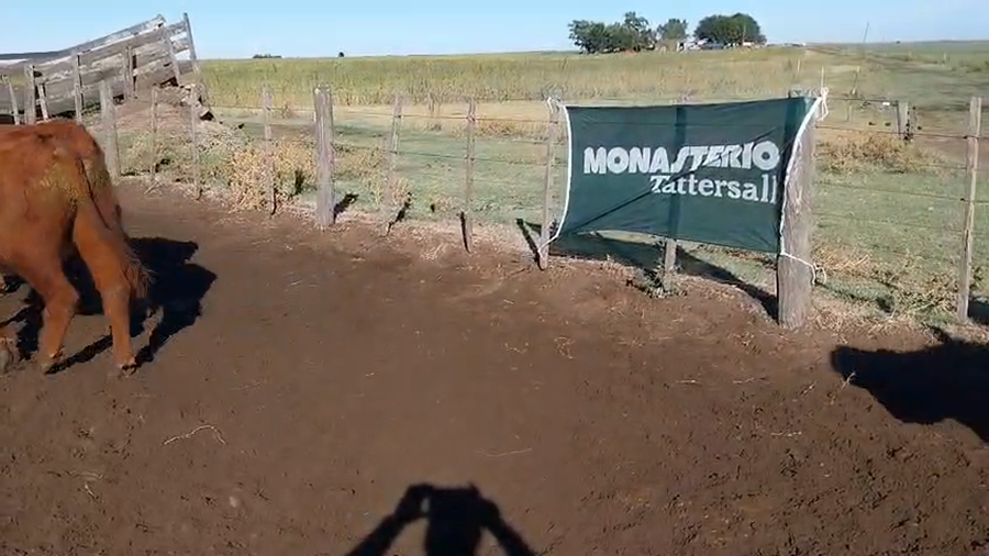 Lote 45 Novillitos en Arboledas