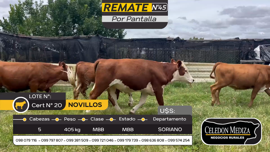Lote 5 Novillos en Otra Localidad, Soriano