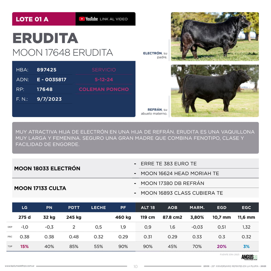 Lote RP 17648 y RP 17683 - VAQUILLONAS ELECCIÓN PP