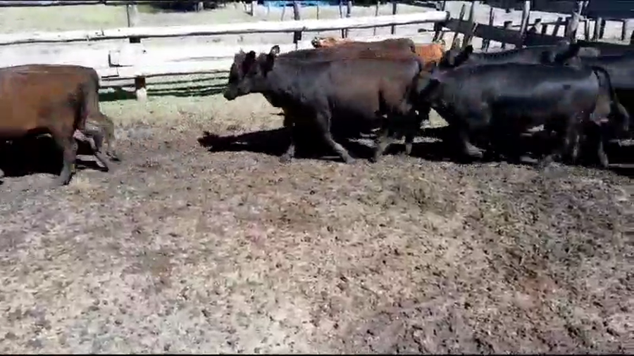 Lote 110 Terneras en Urdinarrain, Entre Ríos