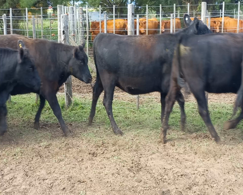 Lote 36 Vaquillonas C/ gtia de preñez en Buenos Aires, Gral. Lamadrid