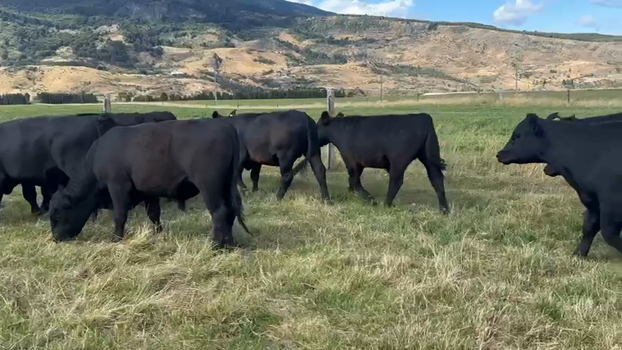 Lote 50 Novillo Engorda en XI Región Aysén, Coyhaique