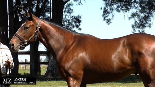 Lote LOKESH (INDIAN MAHARAJA - LUNALEI)