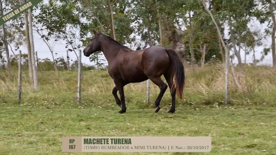 Lote MACHETE TURENA
