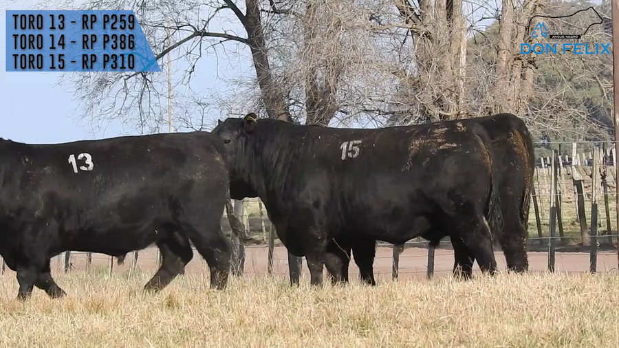 Lote "Cabaña ""Don Felix"" Toros Angus PC"