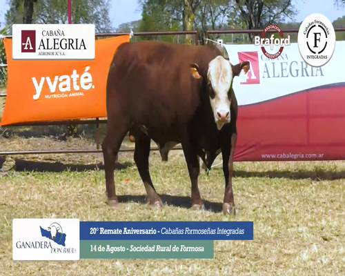 Lote ALEGRIA 941 C