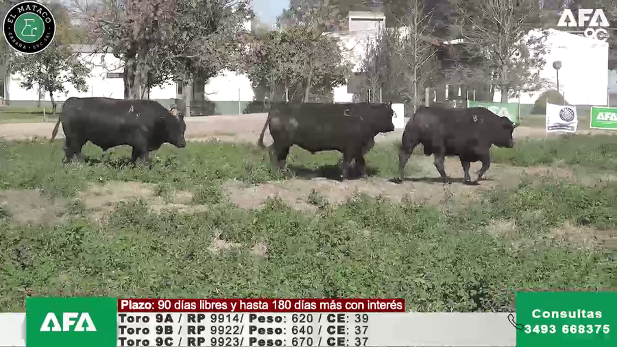 Lote """EL MATACO"" Toros"