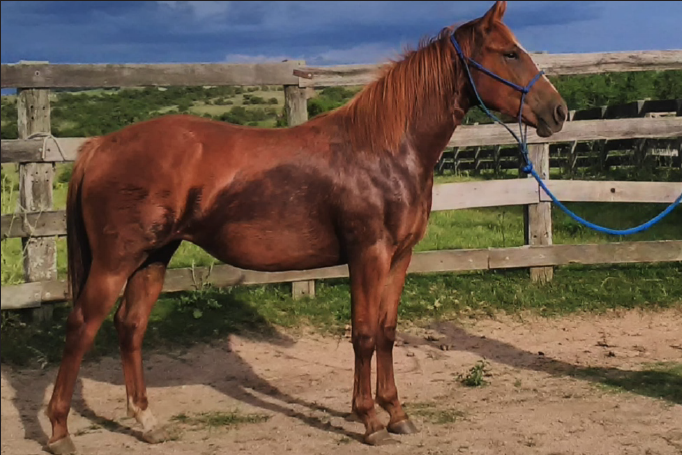 Lote ESPERADA DEL STOLI LORENCITA