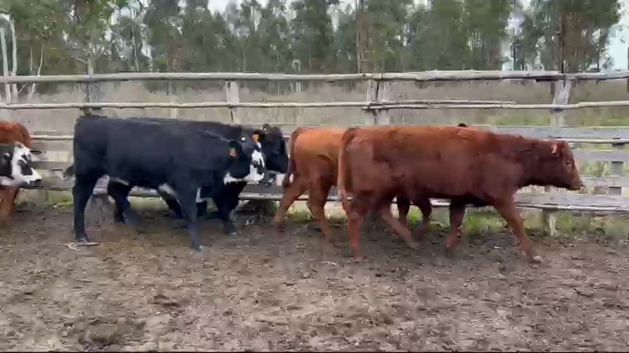 Lote 16 Terneras a remate en Pantalla Camy, San José