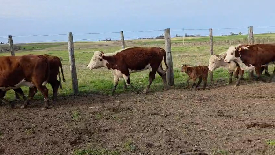 Lote 30 Vientres preñados y con cría en Entre Ríos, Victoria
