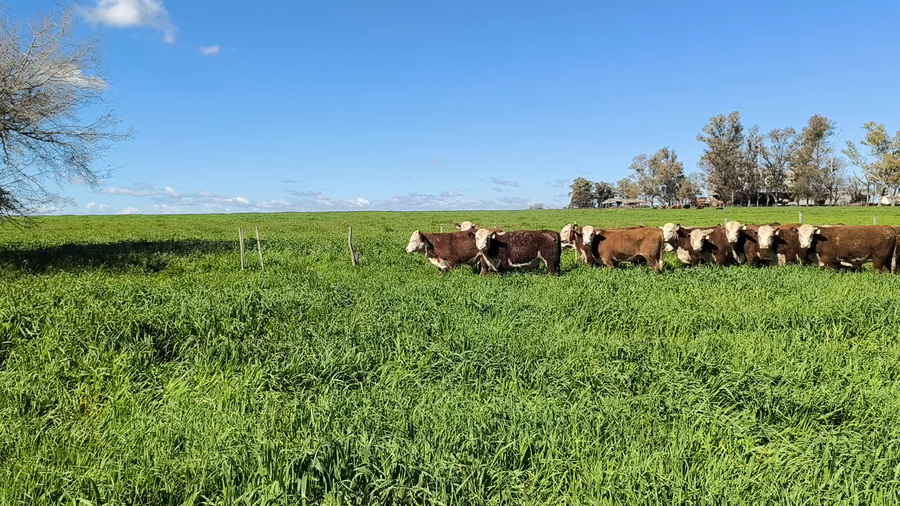 Lote 63 Terneros