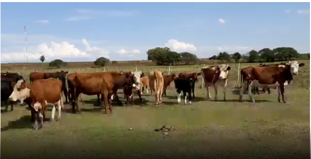 Lote 46 Piezas de cría en San José