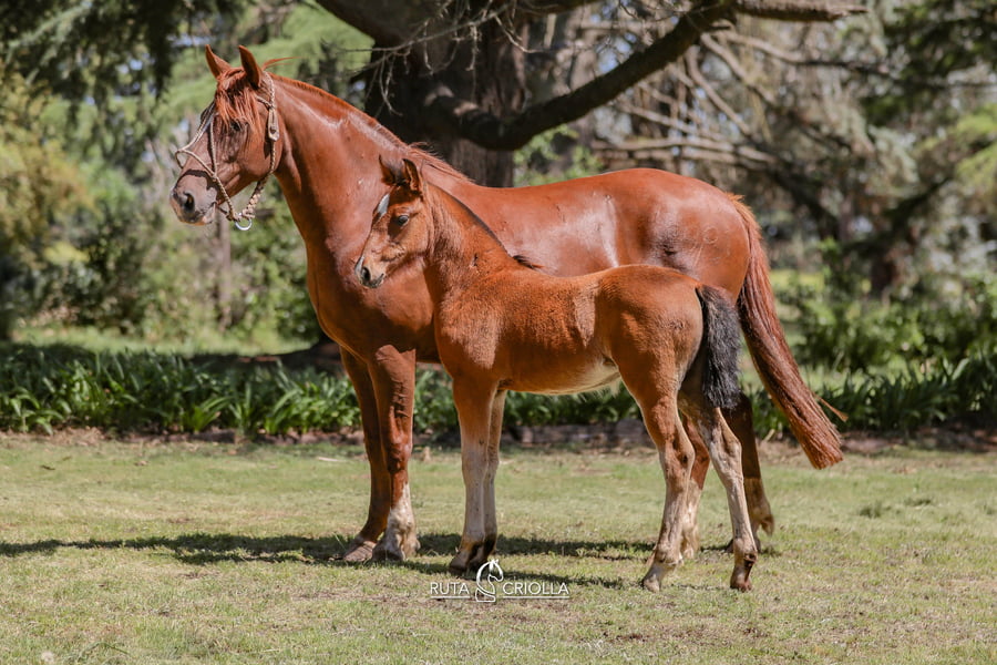 Lote Ñandu Martingala