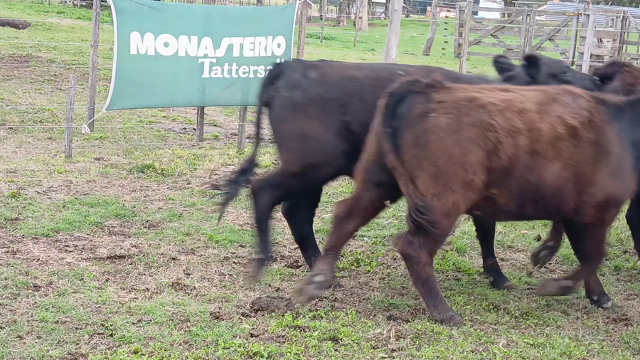 Lote 16 Vaquillonas en Daireaux