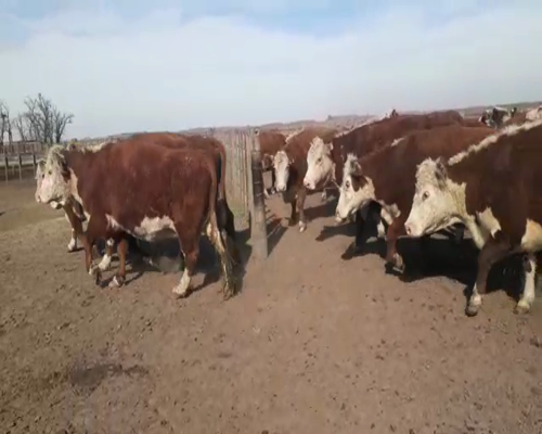 Lote 36 VACAS C.U.T. HEREFORD Y POLLED HEREFORD PREÑADAS, EN LOS TOLDOS, GRAL. VIAMONTE, PBA.-