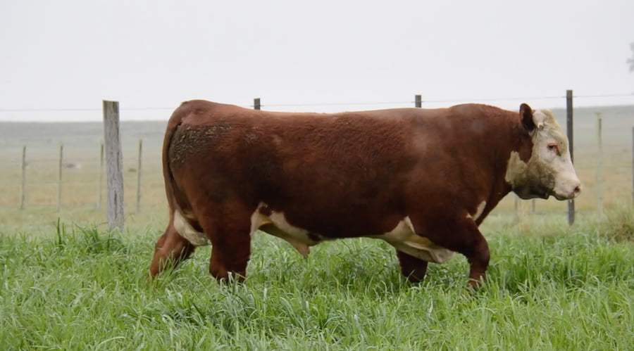 Lote HEREFORD