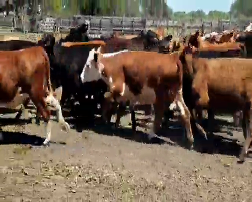 Lote 60 Terneros/as en Entre Ríos, Villaguay