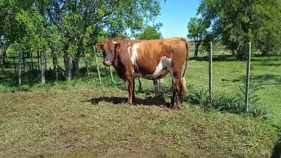 Lote (Vendido)Toros PI / PO / PC a remate en #50 Pantalla Carmelo 550kg -  en PARADA SUAREZ