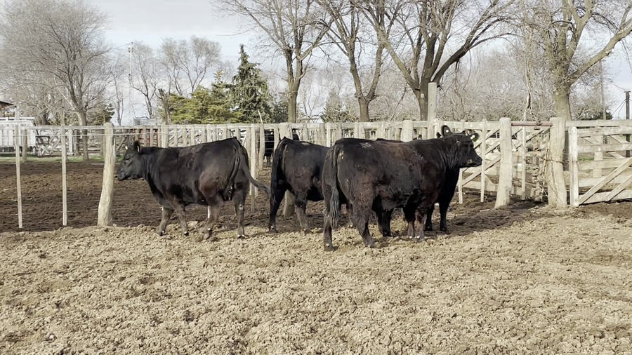 Lote "CABAÑA EL TRECE" VAQUILLONAS ANGUS MAS