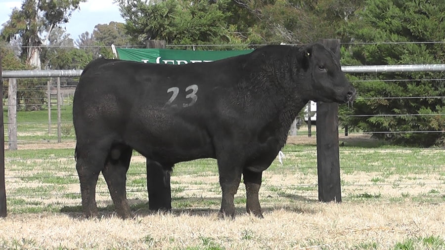 Lote TOROS ANGUS PC