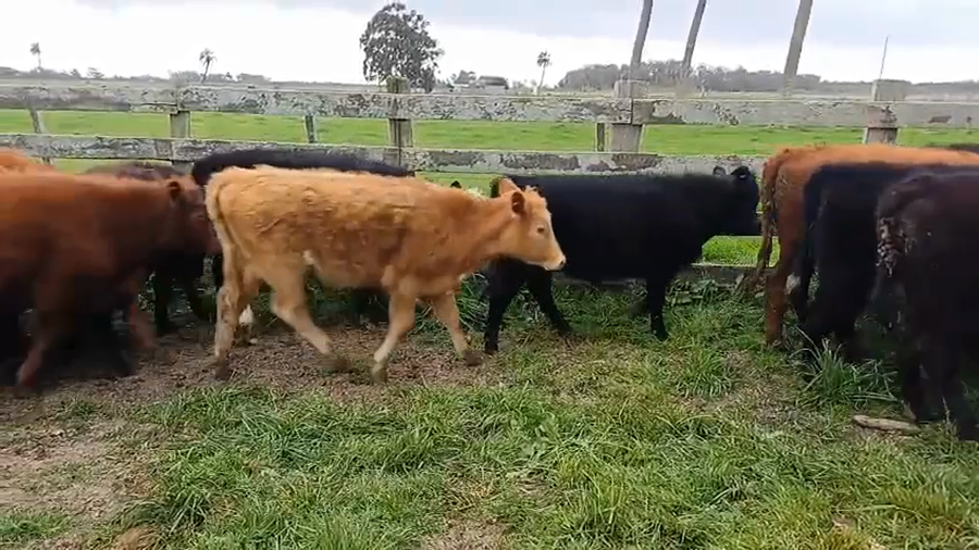Lote 19 Terneras 5 AA,  1 RA,  3 AA X HE,  1 AA X HO,  1 LI,  8 HE X RA a remate en 5º Remate Pantalla Bachino 200kg -  en SAN LUIS, A 31KM DE CHUY Y A 55KM DE LASCANO
