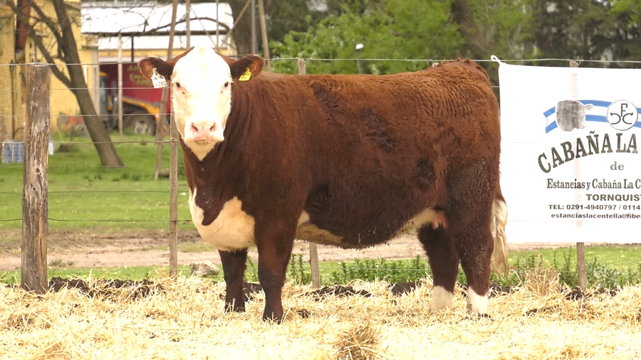Lote HEMBRAS HEREFORD PURAS DE PEDIGREE