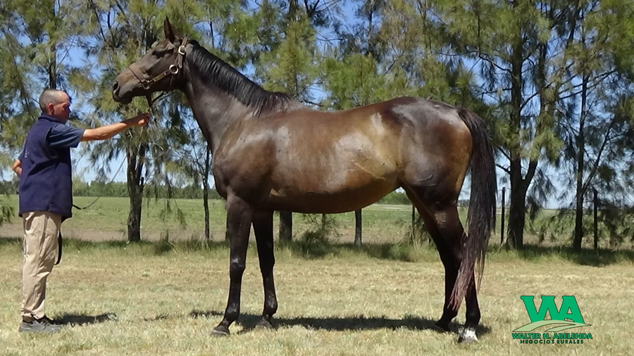 Lote UFANA